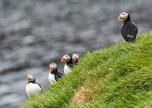 Crucero expedición aves Islandia