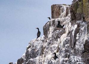 Oferta crucero expedición Islandia